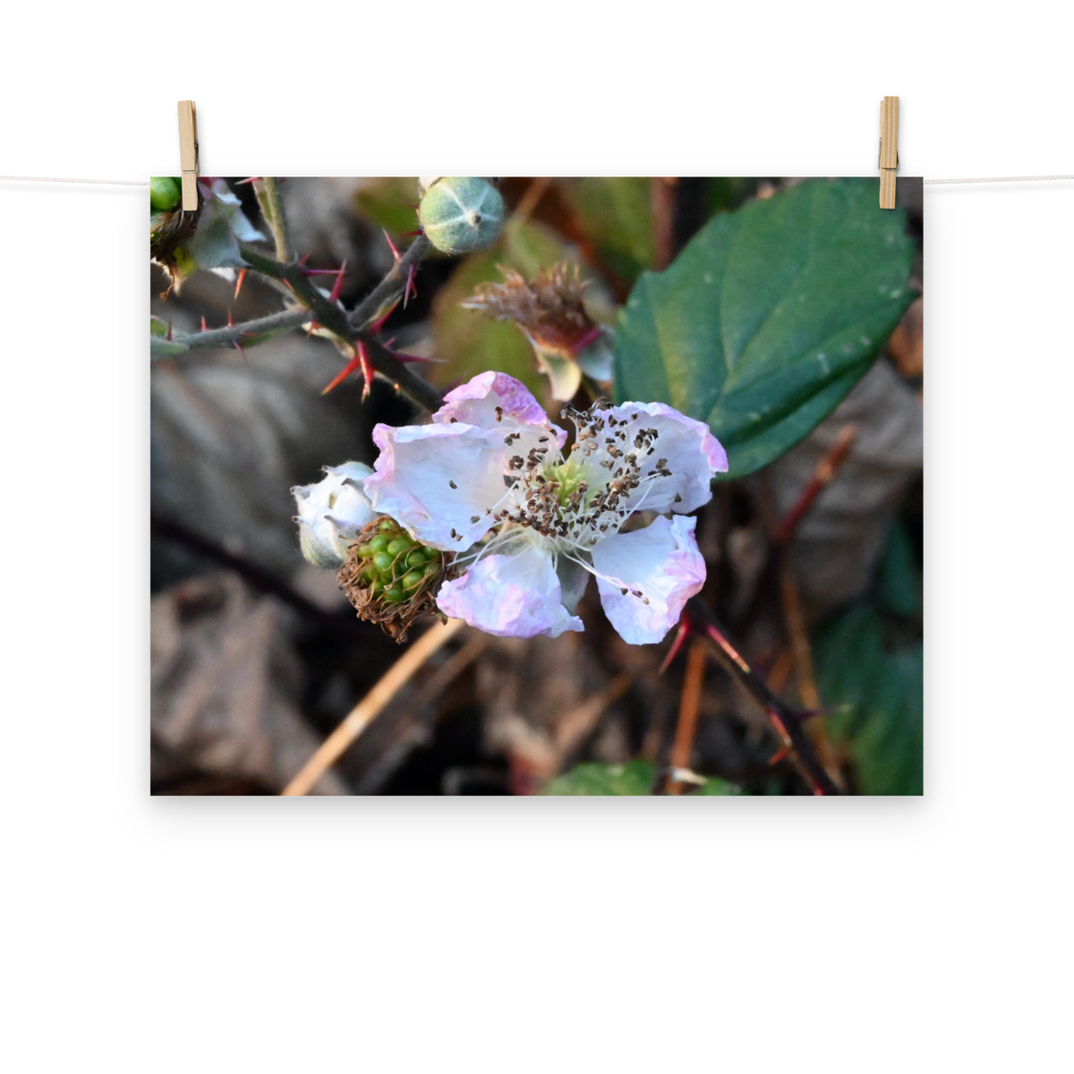 Poster - Brombeere 1