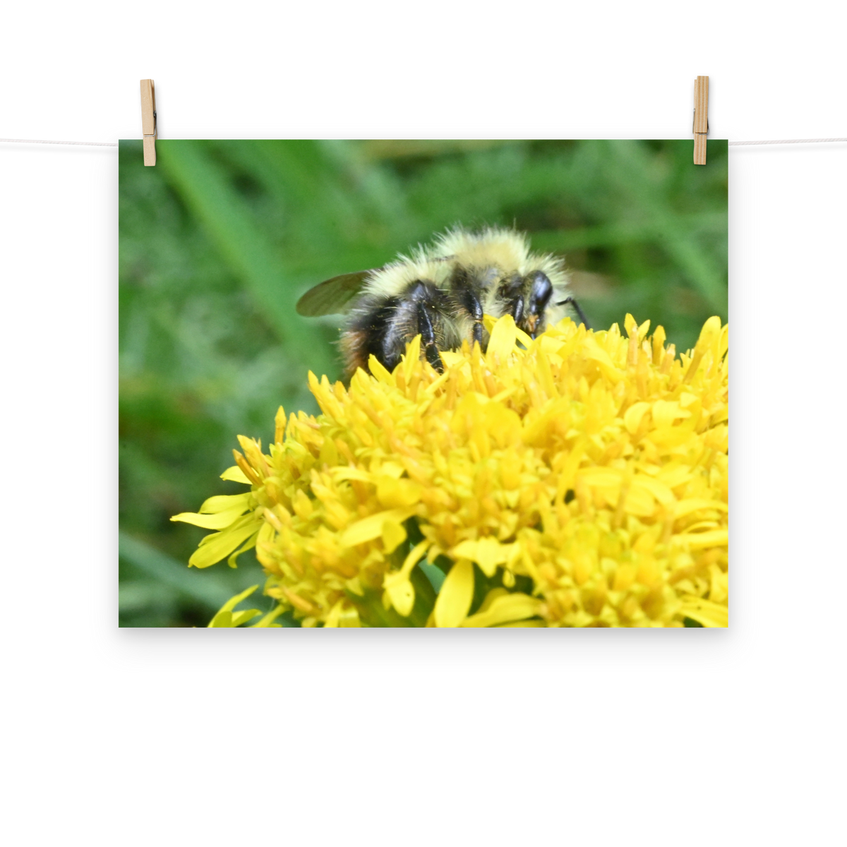 Poster - Hummel 1