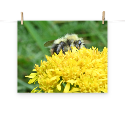 Poster - Hummel 1