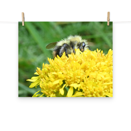 Poster - Hummel 1