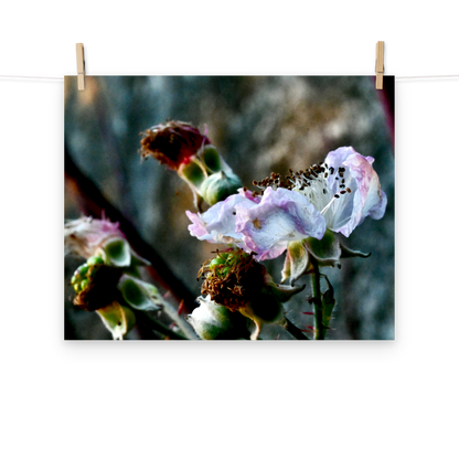 Poster - Brombeere 2