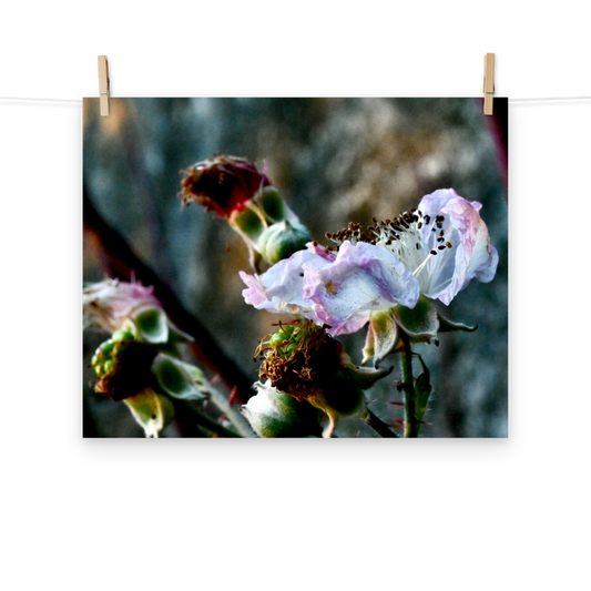Poster - Brombeere 2