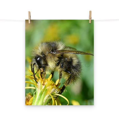 Poster - Hummel 3