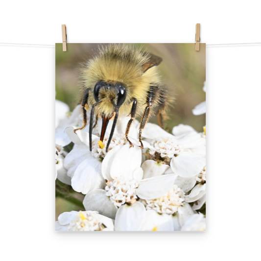 Poster - Hummel 4