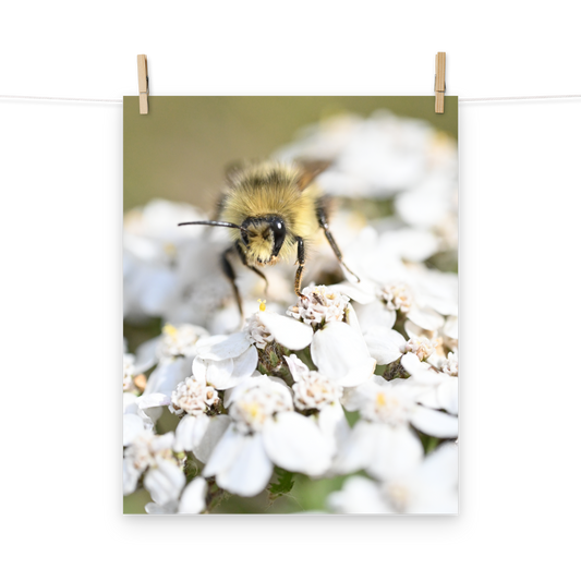 Poster - Hummel 5