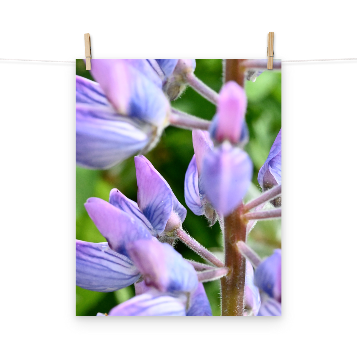 Poster - Lupine 1