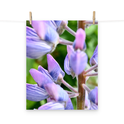 Poster - Lupine 1