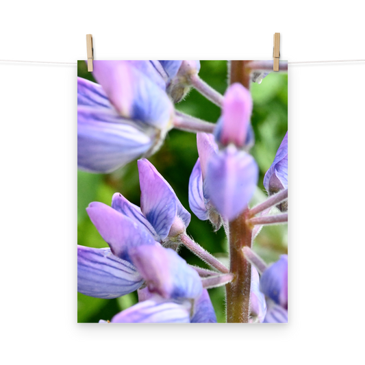Poster - Lupine 1