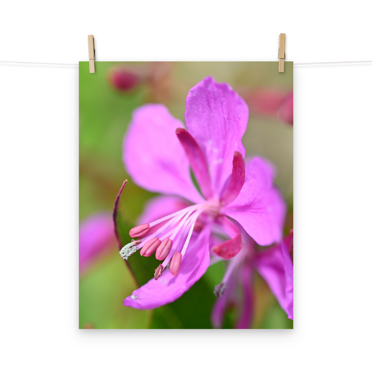 Poster - Schmalblättriges Weidenröschen 3