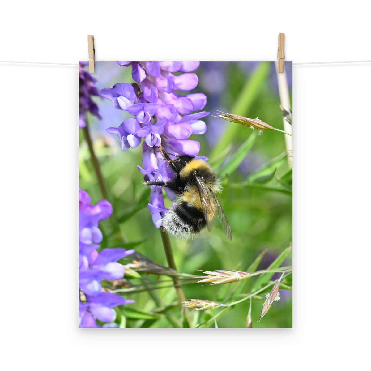 Poster - Vogelwicke 5